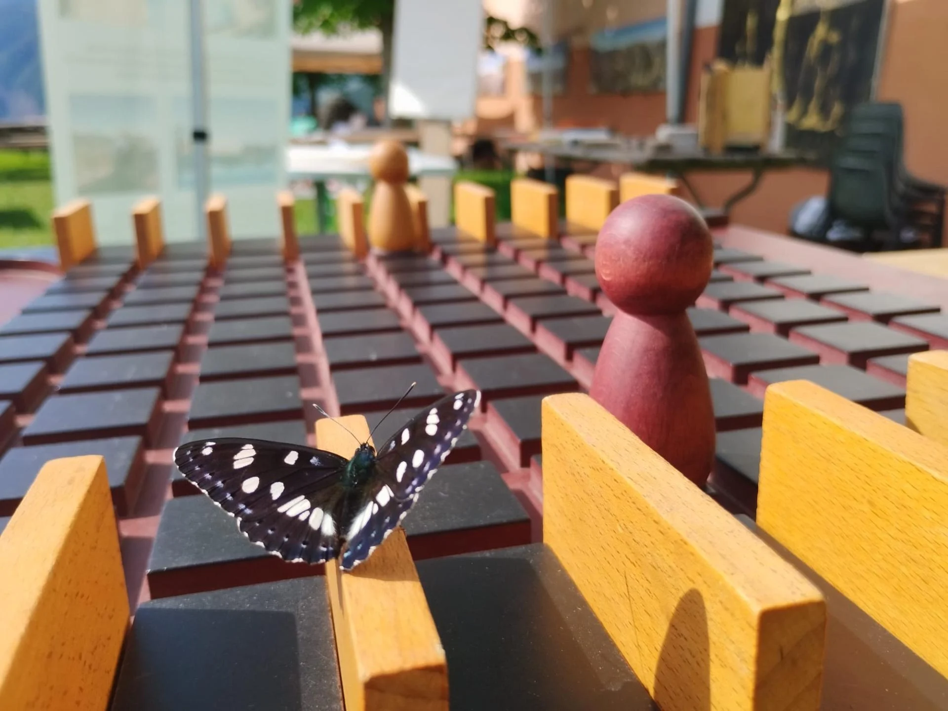 Jeu papillon